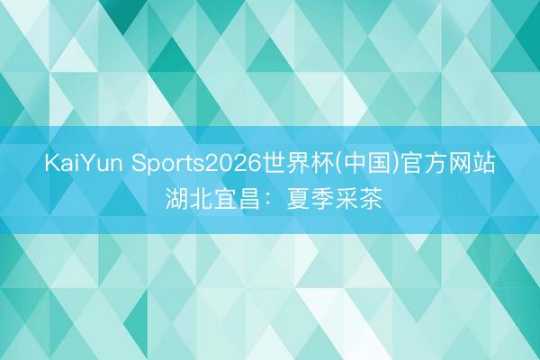 KaiYun Sports2026世界杯(中国)官方网站 湖北宜昌：夏季采茶